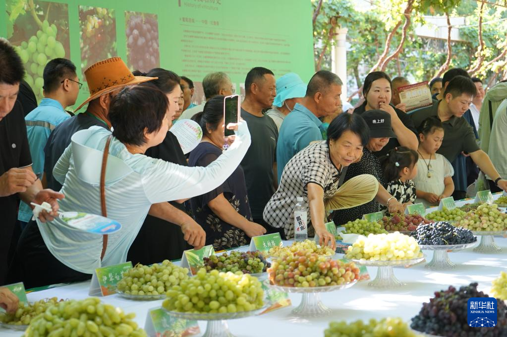 8月17日，人们在吐鲁番特色葡萄集市上品尝葡萄。新华社记者 靳博文 摄